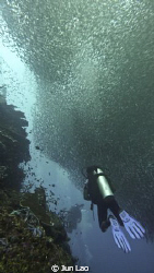 Pescador Moalboal...No Bait Balls, perpetually moving str... by Jun Lao 